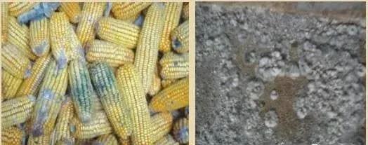 霉菌毒素危害及防治措施,霉菌毒素的现状以及危害