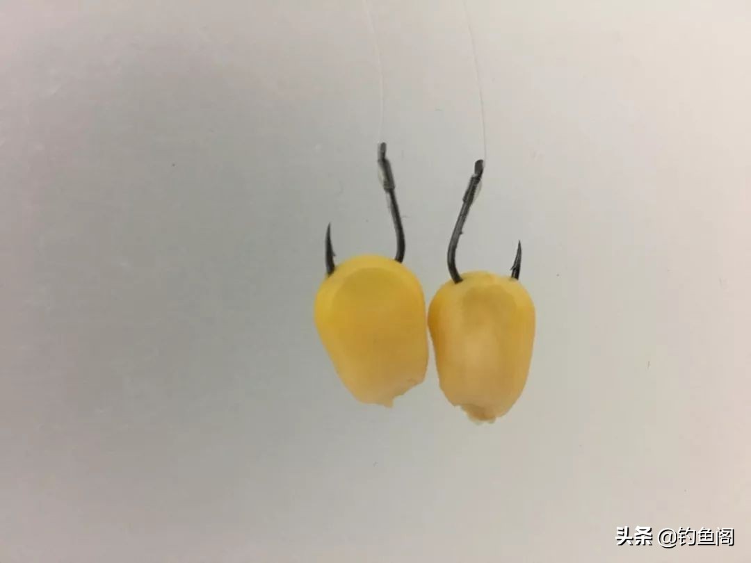 玉米野钓不打窝,野钓玉米能钓得到吗