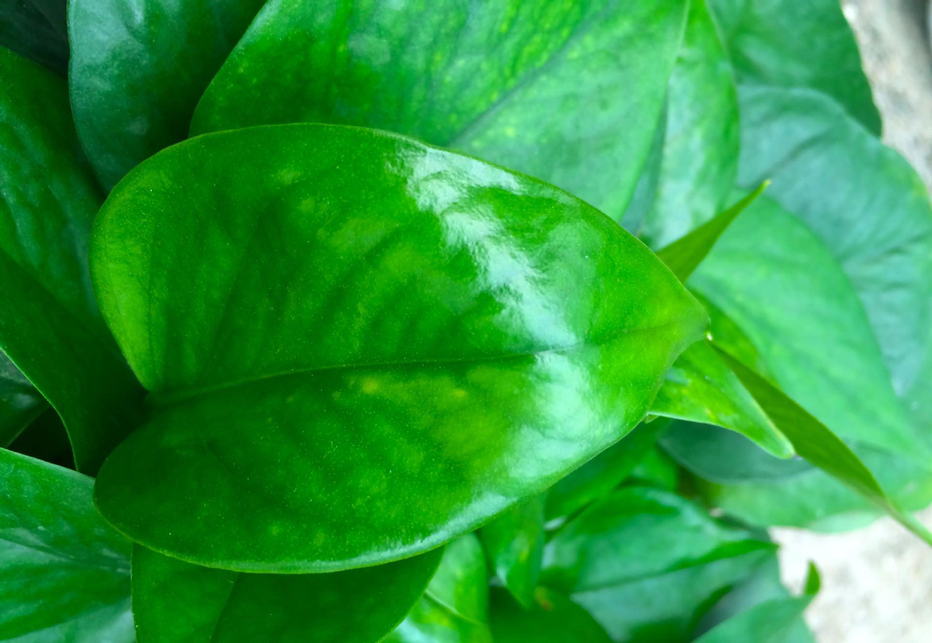 绿萝茎叶发黑腐烂怎么回事,绿萝根茎发黑怎么处理