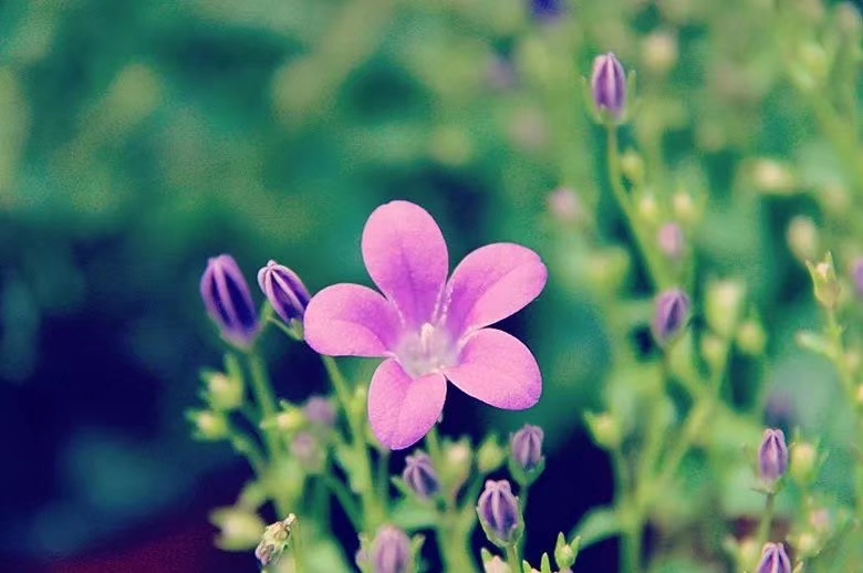 中国诗歌周刊新诗美韵第199期,中国诗歌周刊七十八期