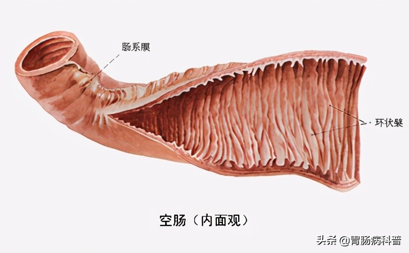 消化系统解剖图视频,消化系统解剖图手绘简单