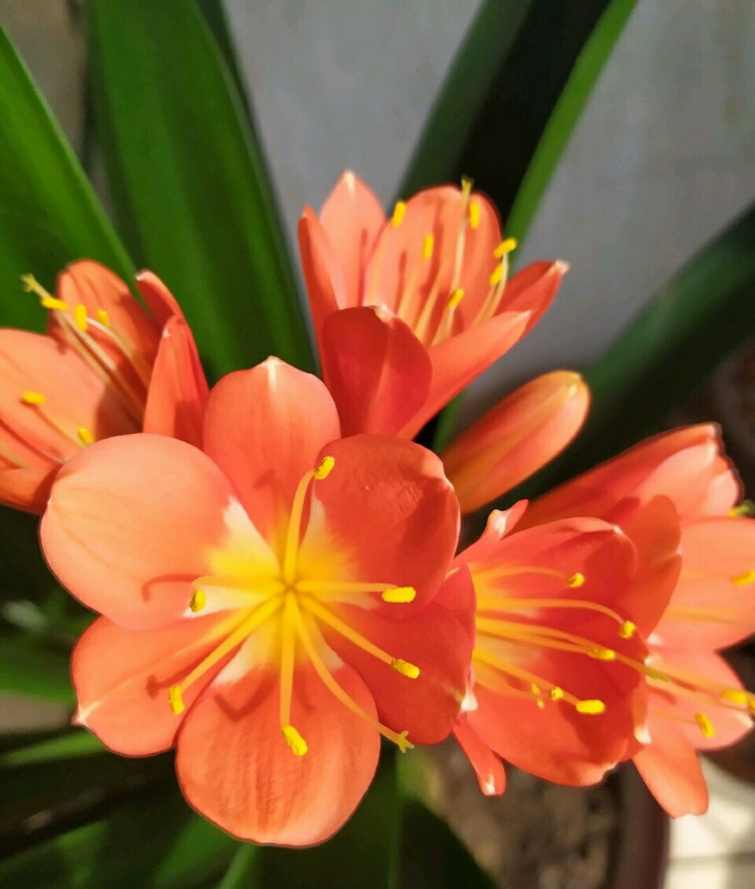 君子兰开花时可不可以浇水,君子兰开花了还需要浇水吗