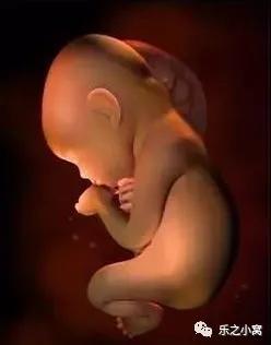 孕期胎儿成长图鉴,孕期胚胎成长图片