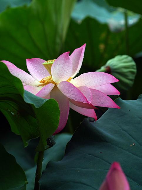 雨中观荷有情调,大观楼雨中观荷