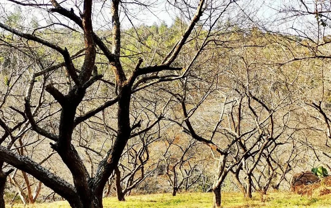 惠东忘山居民宿,惠东特色亲子民宿有哪些