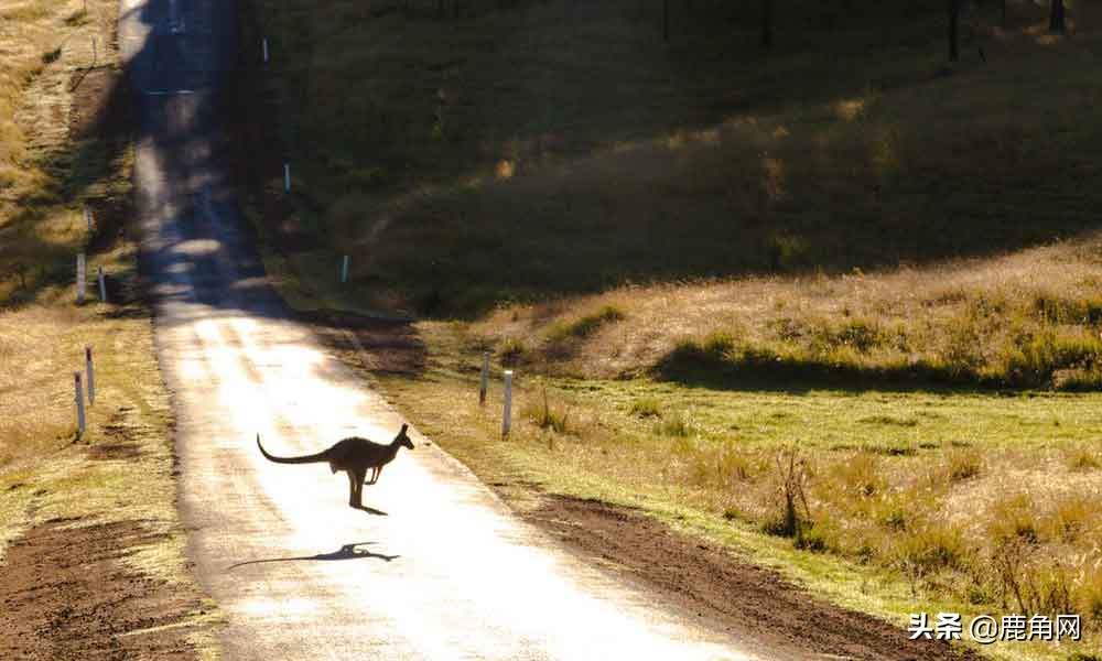 你知道哪种动物容易怀孕吗,动物怀孕会有孕反吗
