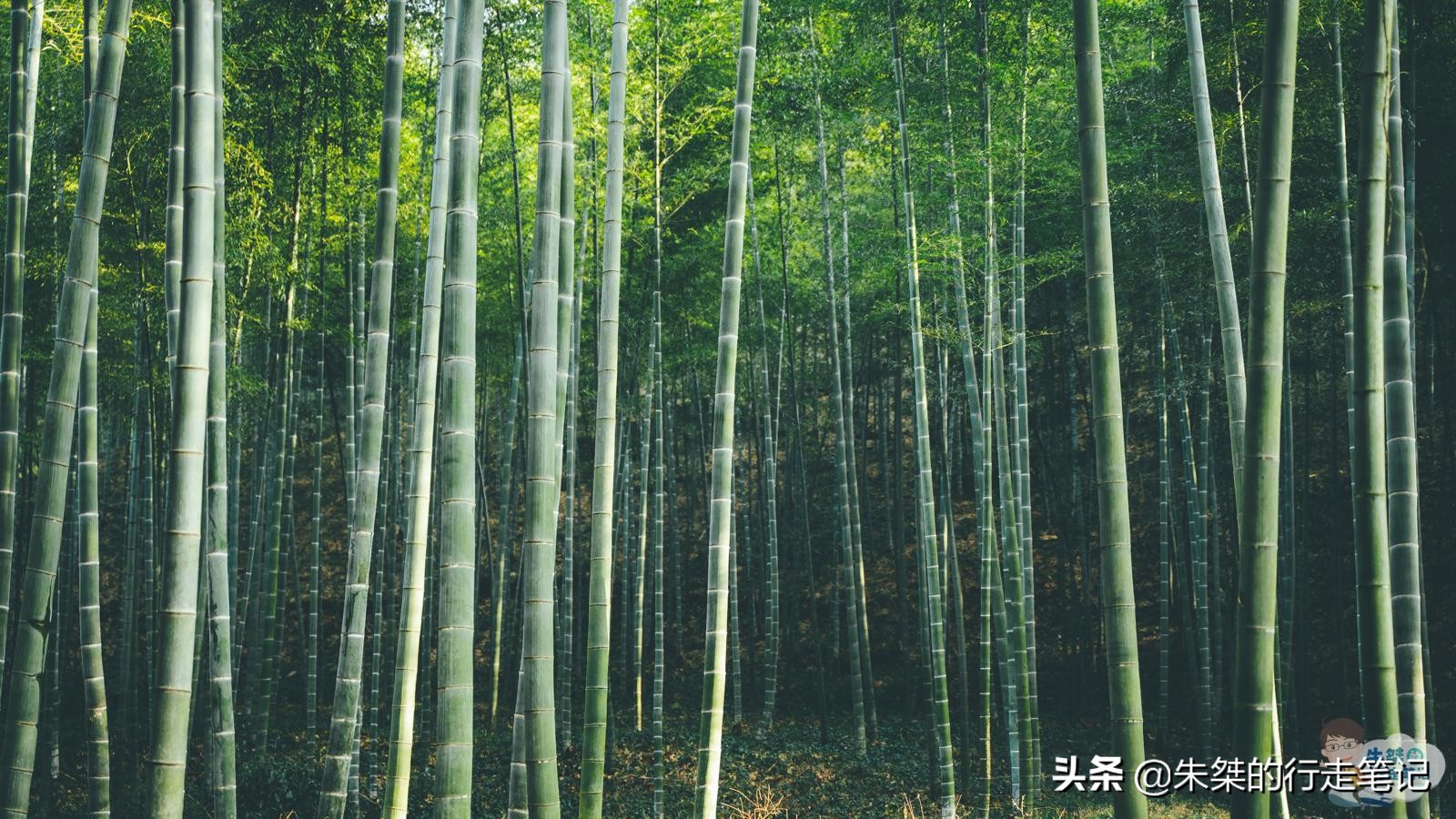 中国最美竹海在竹都江安,中国最大的竹海景区