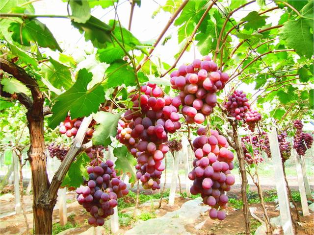 葡萄不怎么熟怎么放甜,葡萄不够熟怎么办