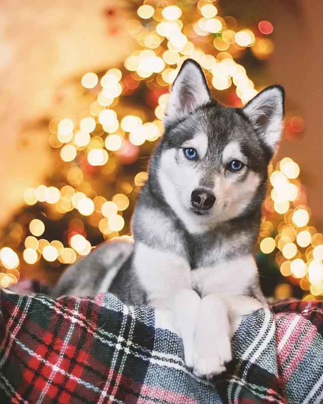 比柯基短腿好看的狗,和柯基杂交的狗狗都是小短腿吗