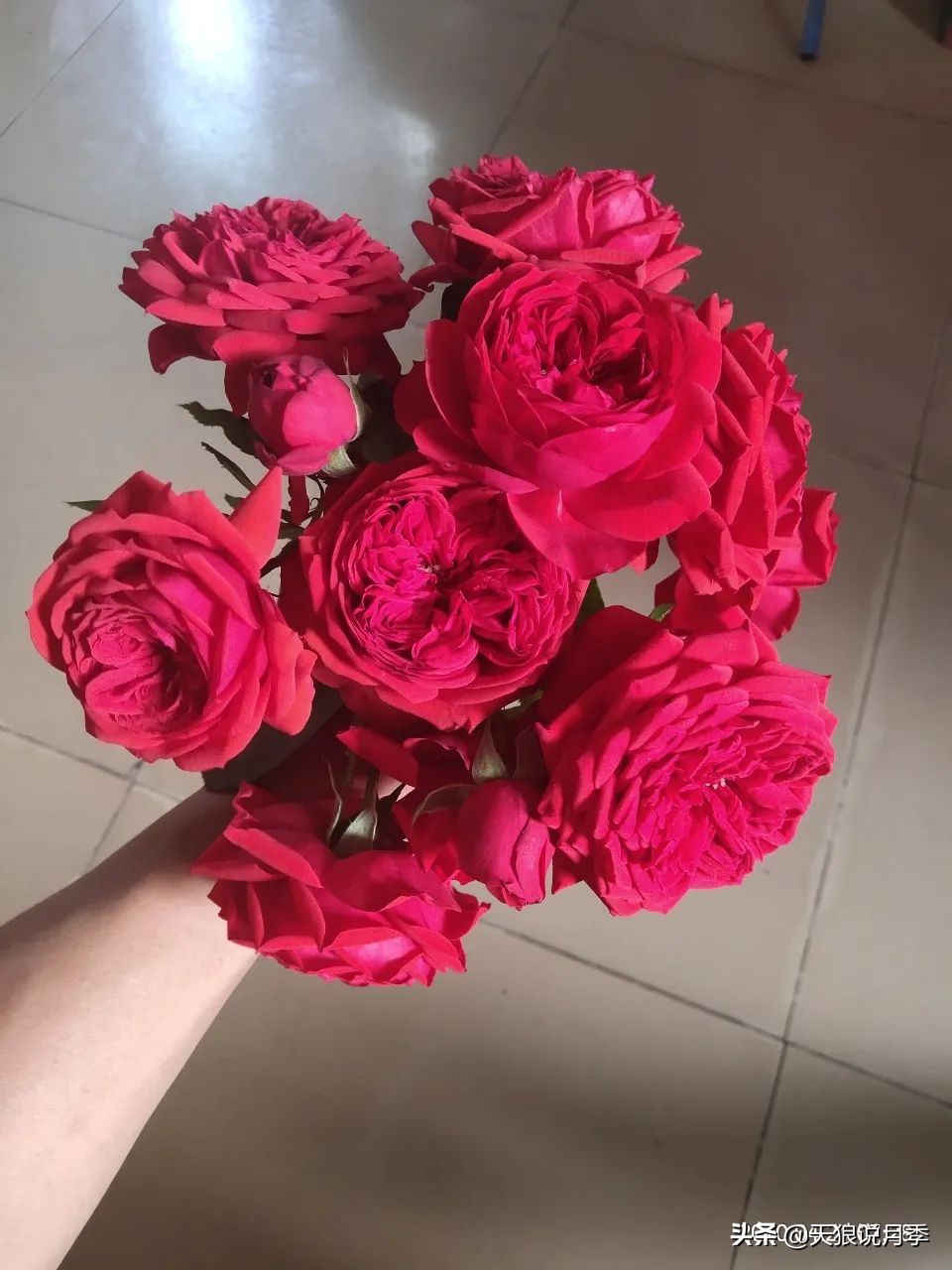 月季春季第一波花要不要剪,月季春季第一波花开后嫁接