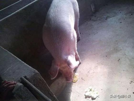 妊娠母猪呕吐,母猪产死胎的原因及防治方法