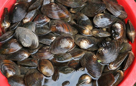 河蚌先生,河蚌先生啥意思