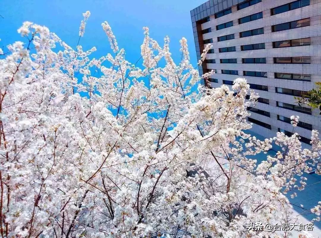 别问了！安大北门真没啥好吃的