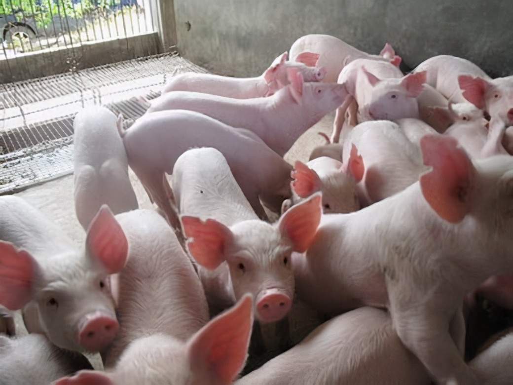 仔猪咳嗽怎么办最快最有效,猪场反复咳嗽怎么治