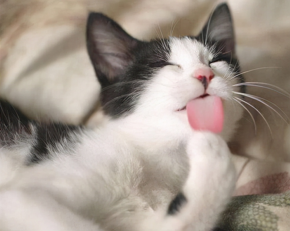 猫咪舔这些地方，就要注意了，它是有话要对你说