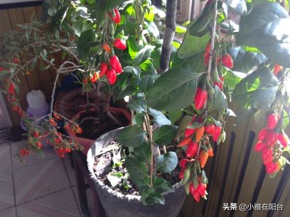 枸杞盆景扦插好活吗,枸杞盆景能否扦插