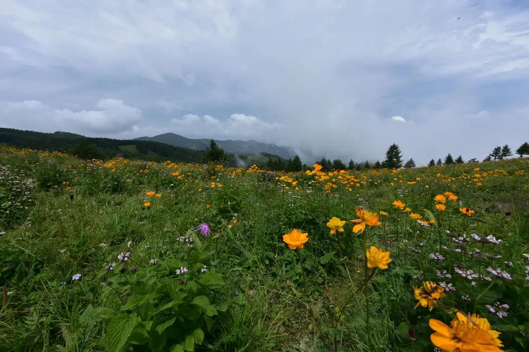 驼梁七月草原美，金莲妖娆入画里/郝贵云