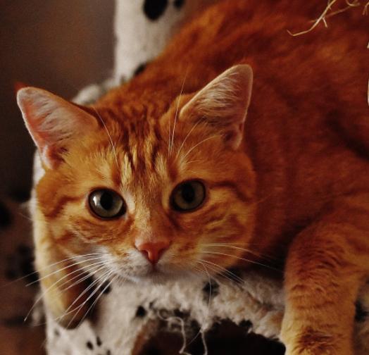 领养的小猫总是叫怎么办,领养的猫晚上一直叫怎么办