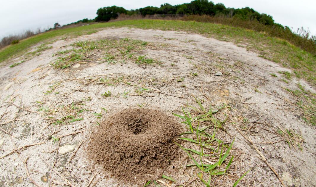 惨烈的蚁巢守卫战：毛蚁大战十倍多的红火蚁，全族被灭蚁后遭斩首