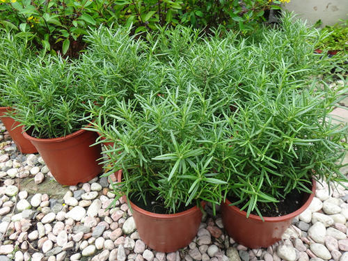 狗狗老是长癣怎么办,狗狗总是长癣掉毛用什么药好