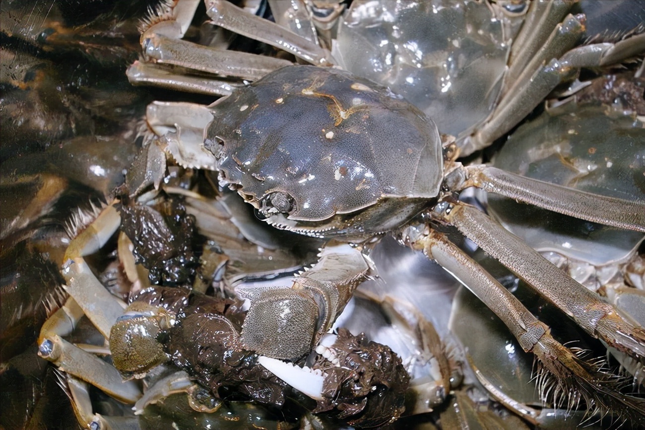 怎么保存螃蟹才能存放更久一些,螃蟹怎么保存可以在冰箱保存几天