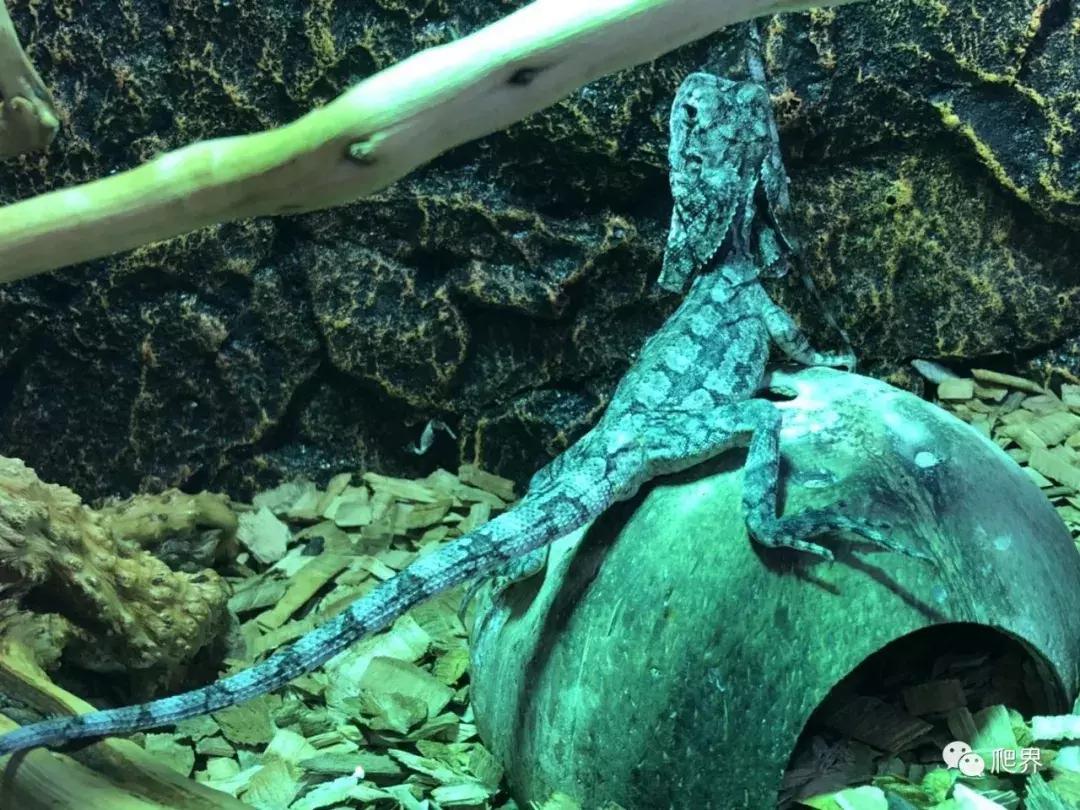 湛江爬宠店,深圳爬宠店在哪里