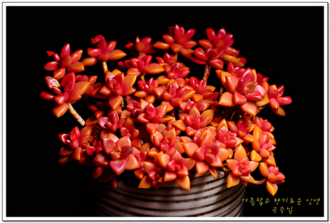 韩国多肉有多仙,韩国公主多肉图片大全