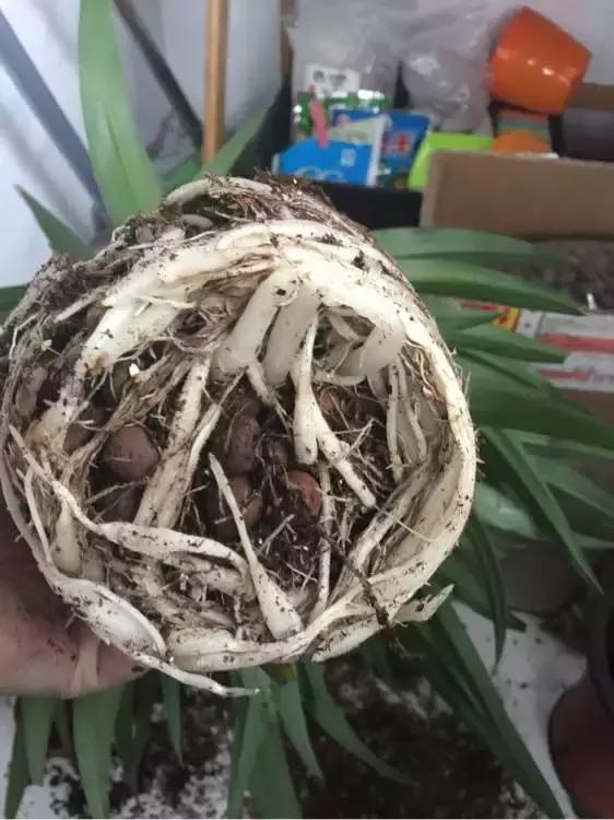 绿萝吊兰爱“吃土”,2年盆土“吃光光”,说啥也要换土!