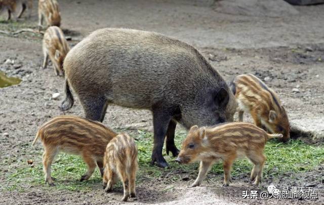 关于野猪的俗语,野猪的俗语