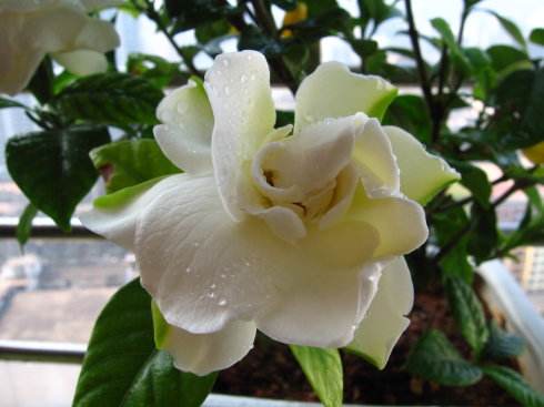 堪称开花机器的4种花,四季开花木本花卉盆栽有哪些品种