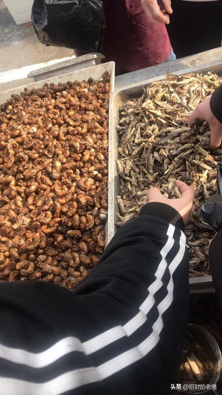 知了猴不吃东西怎么办,知了猴可以吃吗