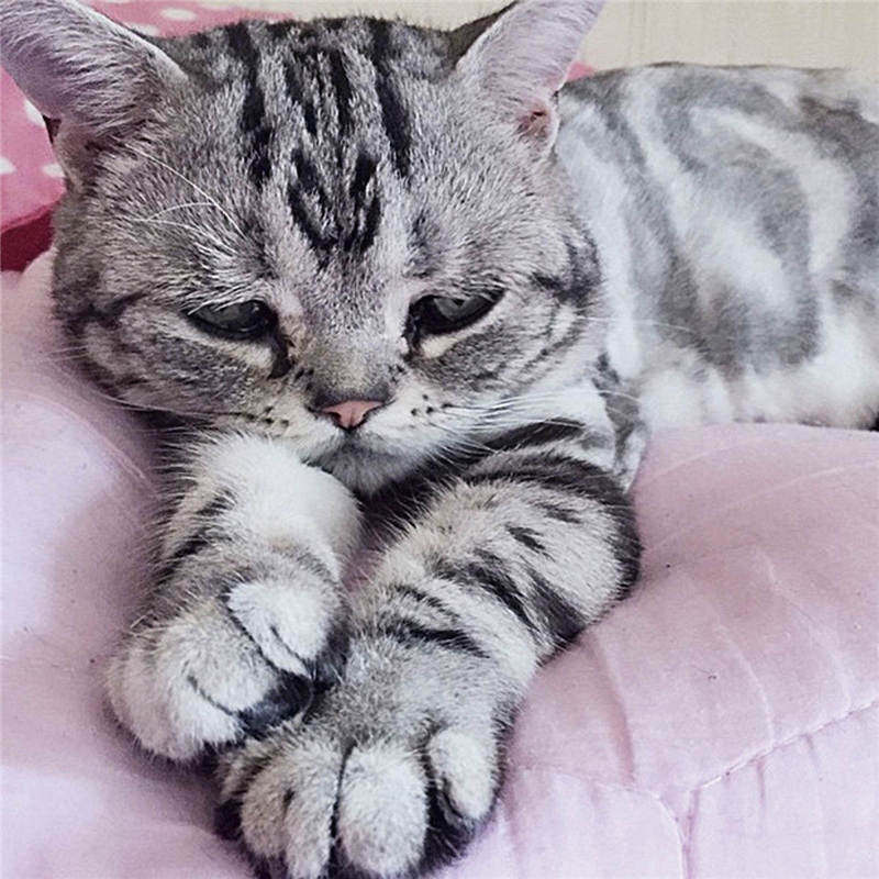 楼楼网红猫咪,楼楼网红猫是什么品种