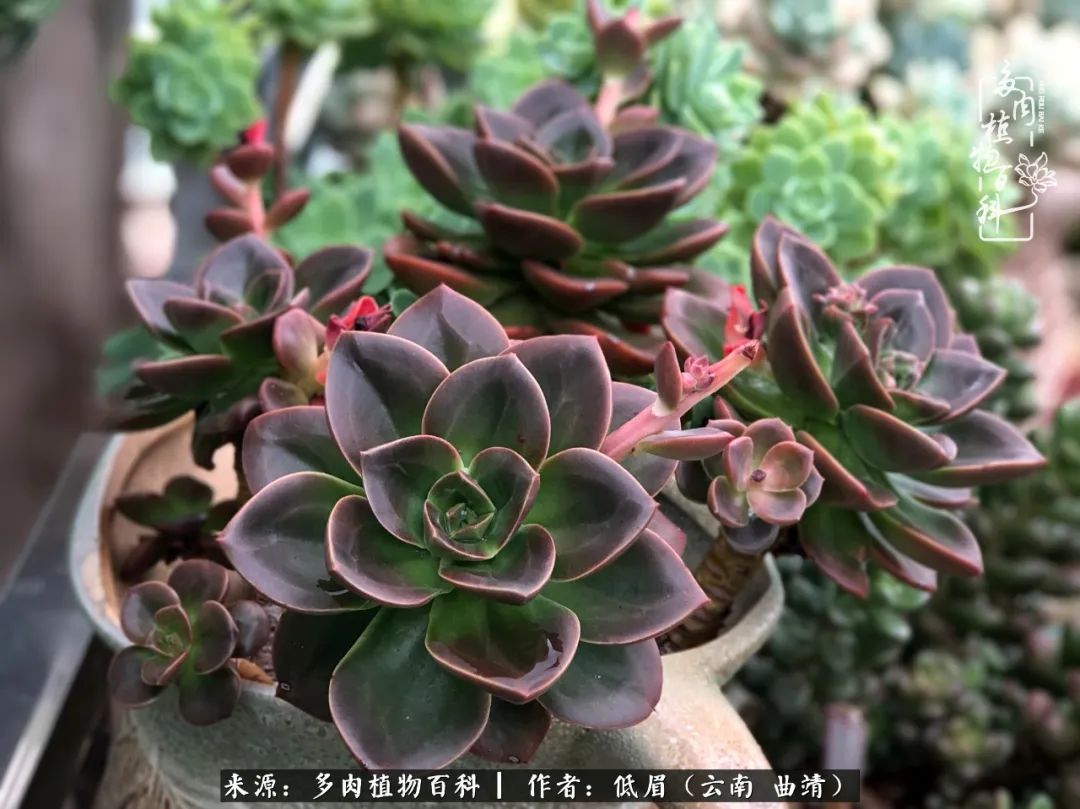 多肉怎么养度夏,多肉怎么养之度夏篇