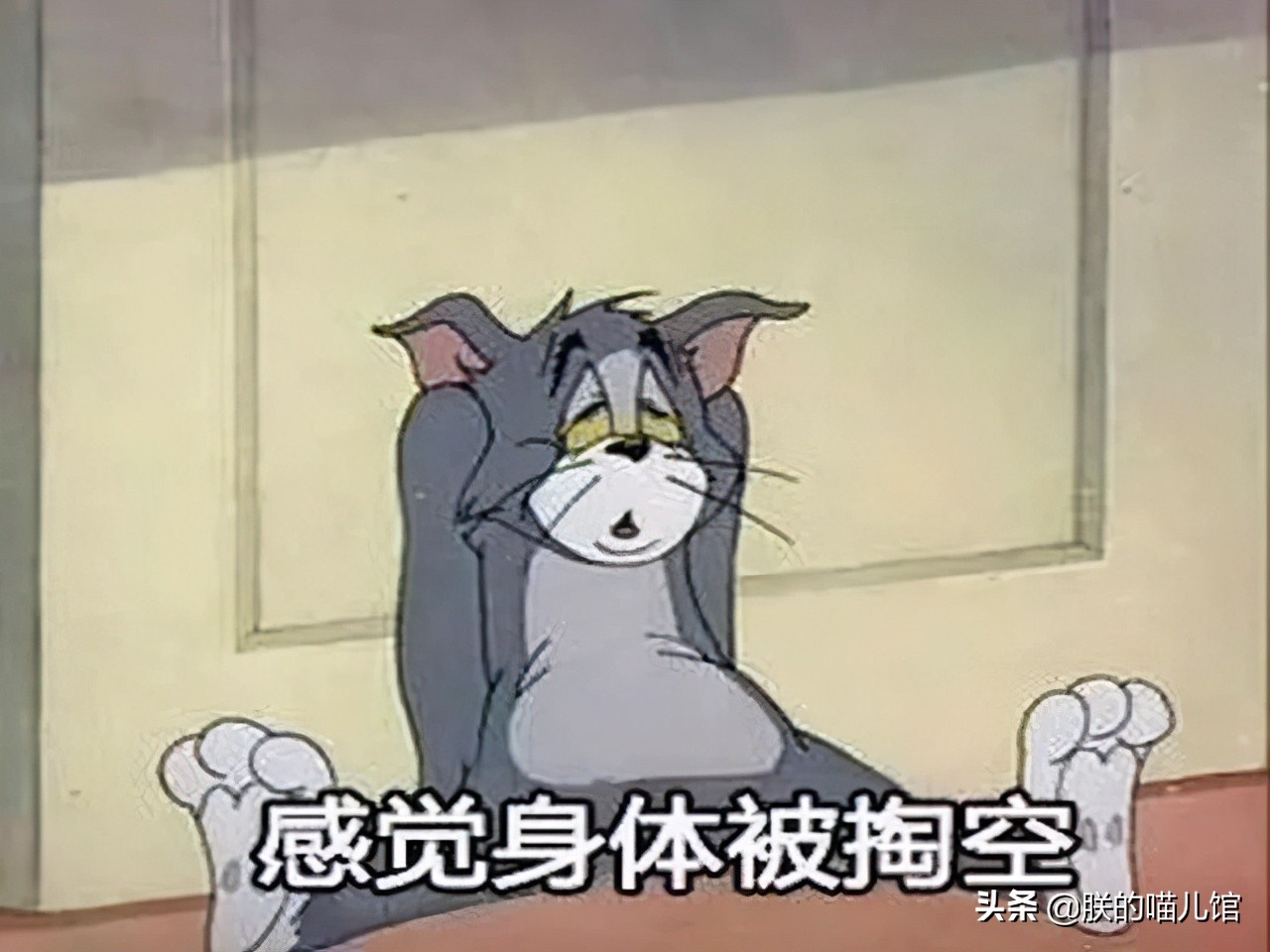 舒化牛奶猫可以喝吗,人喝的牛奶猫能喝吗