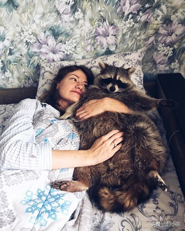 家里养一只浣熊是什么感觉,家里养小浣熊是种什么体验