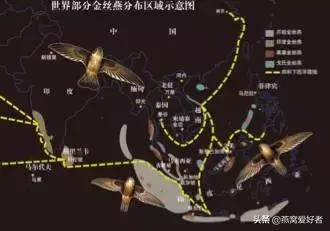 燕窝是什么东西做的,燕窝是什么意思