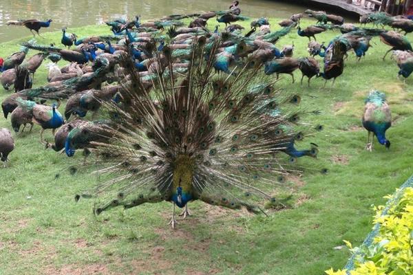 养殖孔雀的商业前景,孔雀养殖有市场前景吗