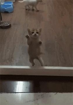 拥有窗纱的家庭，窗户上容易滋生“猫猫壁虎”？