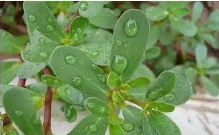 教你认识那些路边的野生中草药,如何识别路边的野生中草药