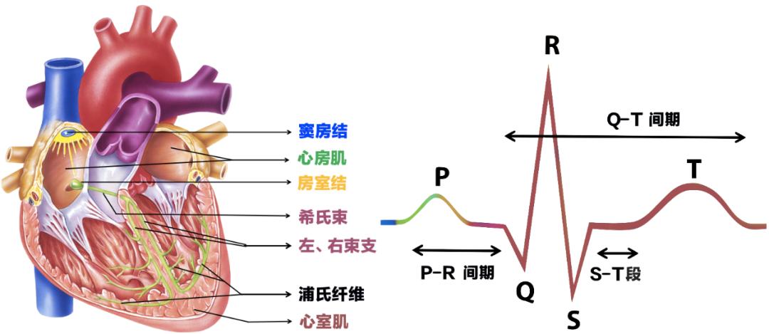 心电图诊断口诀图解,判读心电图的正确方法