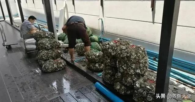 鱼池全部建造过程,鱼池建造大型全过程