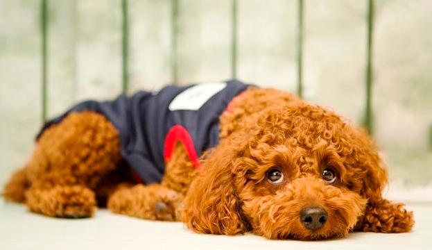 泰迪的七种底线,泰迪不能做哪些事