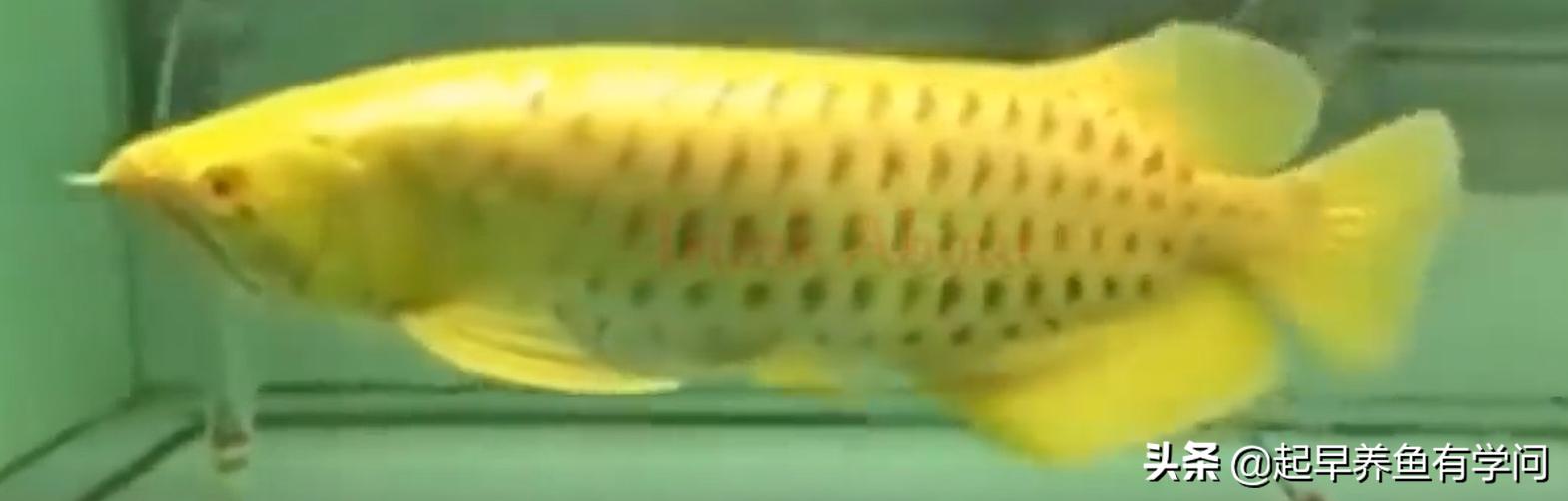 红龙养殖基本知识,红龙养殖十大误区