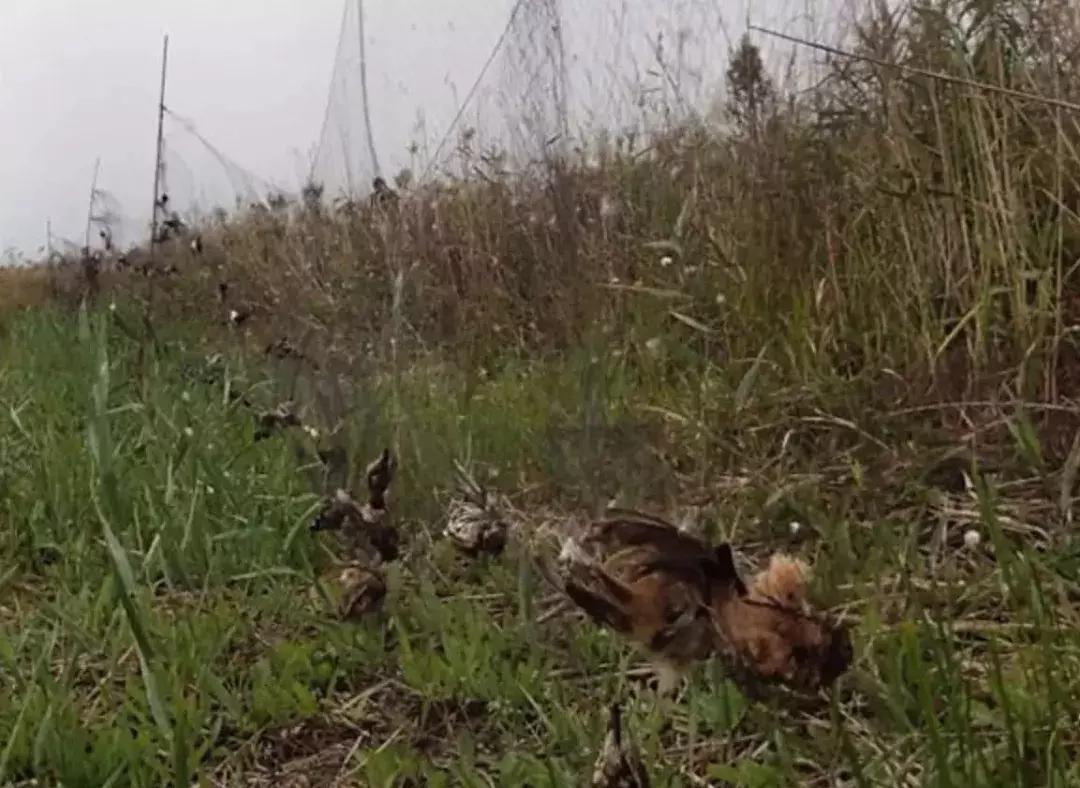 从禾花雀到云雀,又一种鸟快被中国人吃绝种了!