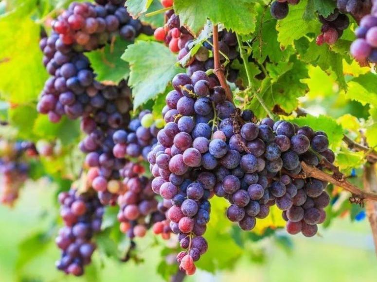 关于葡萄的古诗词有哪些,描写葡萄的古诗词名句