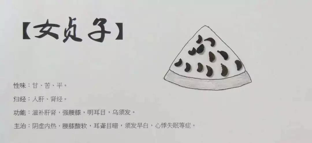 黄芪女贞子,女贞子鉴别方法