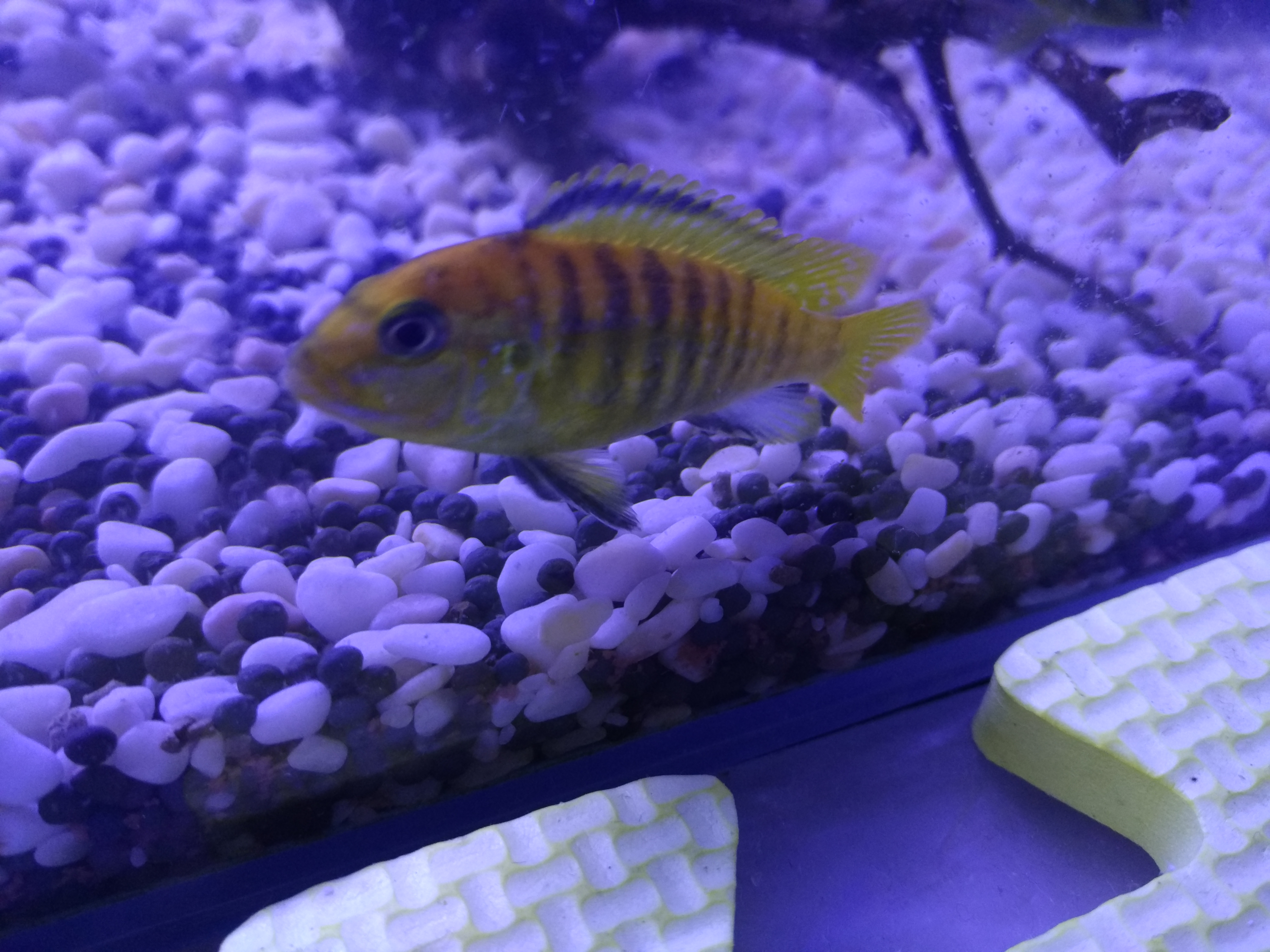 适合新手养的鱼宠,入门养鱼养什么鱼