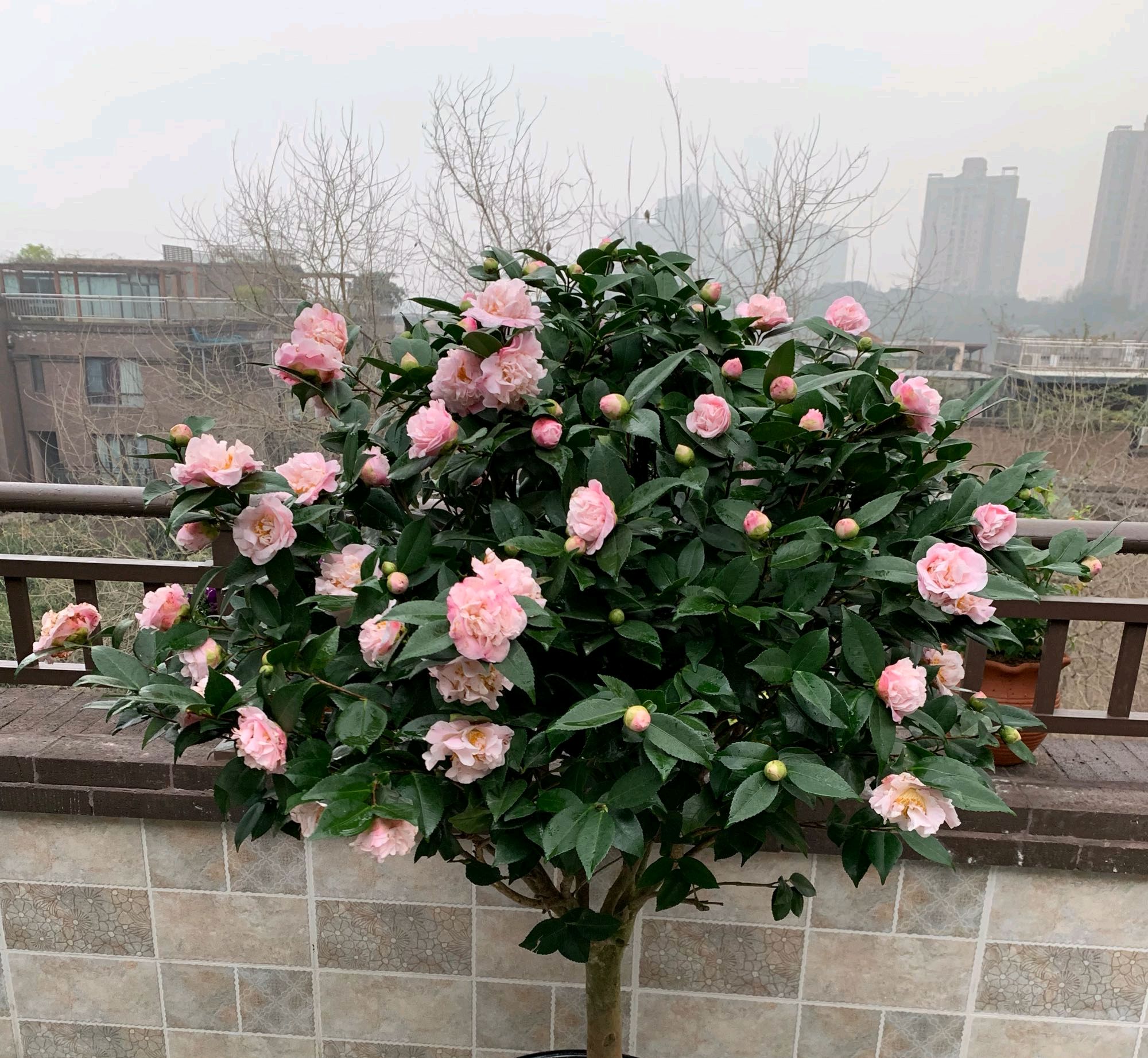 茶花长得很好突然掉叶,茶花新长出来的叶子枯萎怎么回事