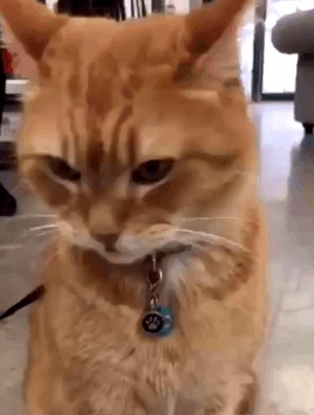 为什么流浪猫鲍勃去世了,流浪猫鲍勃治愈了多少人