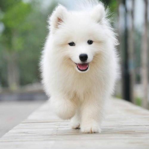 旺财的狗是哪样,什么是旺财狗10大旺财的狗